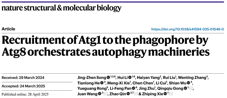 NSMB丨ylzzcom永利总站线路检测秦昭团队合作研究发现Atg8-Atg1互作调控自噬体形成新机制